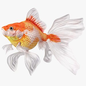 White Goldfish Aquarium Fish Swimming Pose