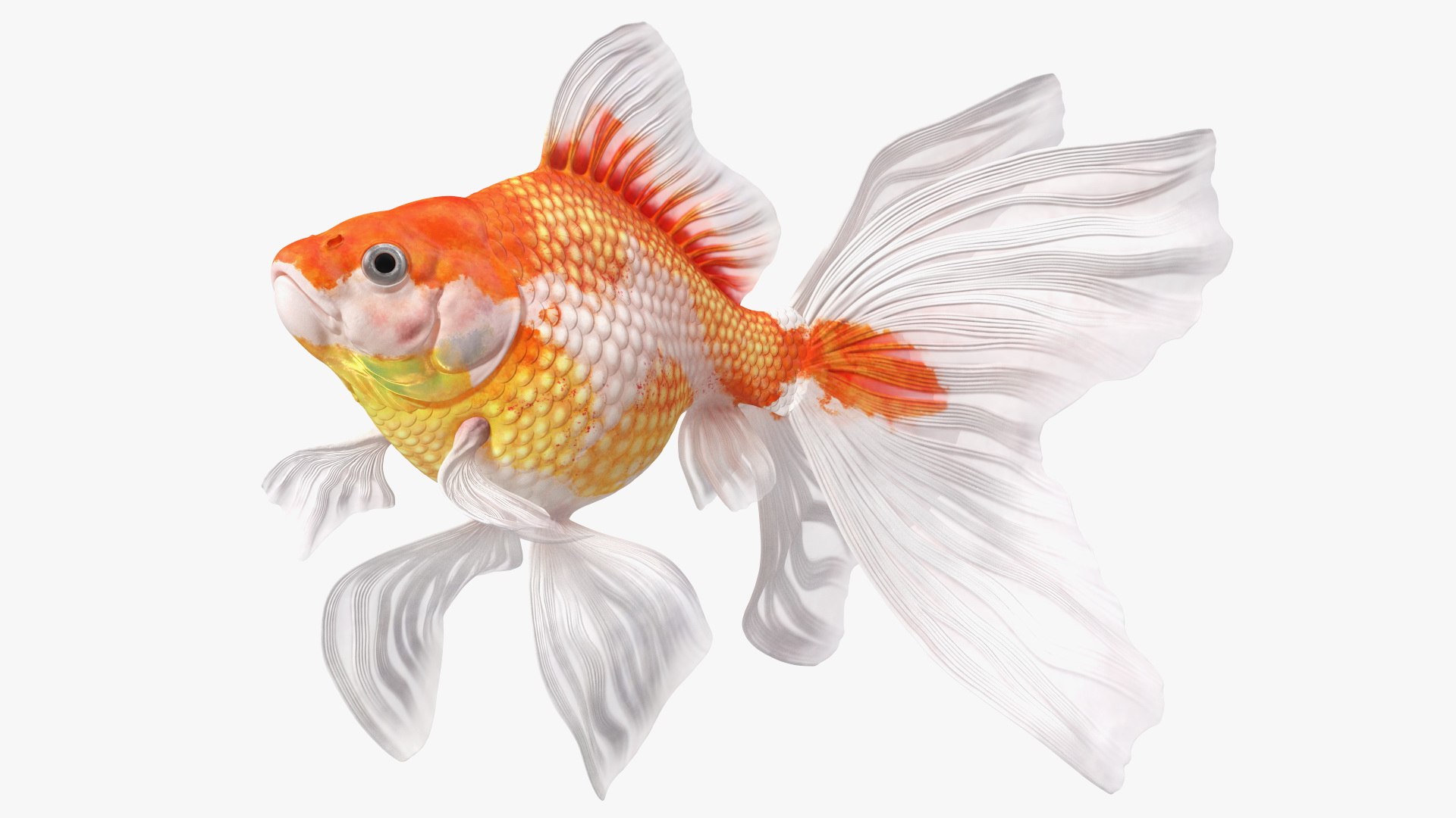 White Goldfish Aquarium Fish Swimming Pose 3D model preview