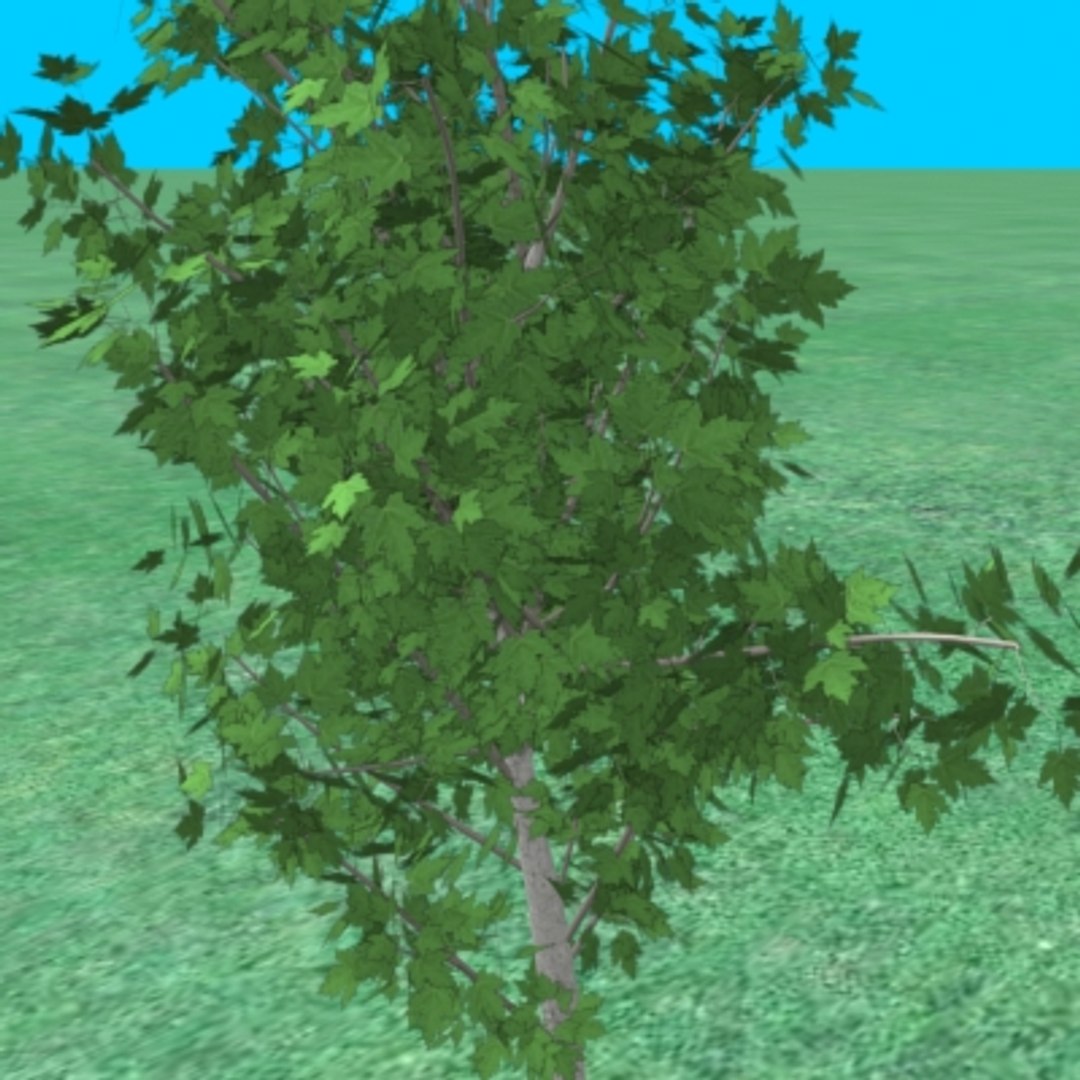 Small Maple Tree 3ds