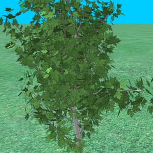 small_maple02