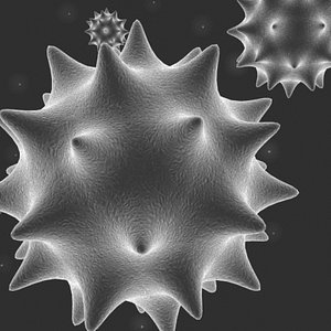 max golden rod pollen