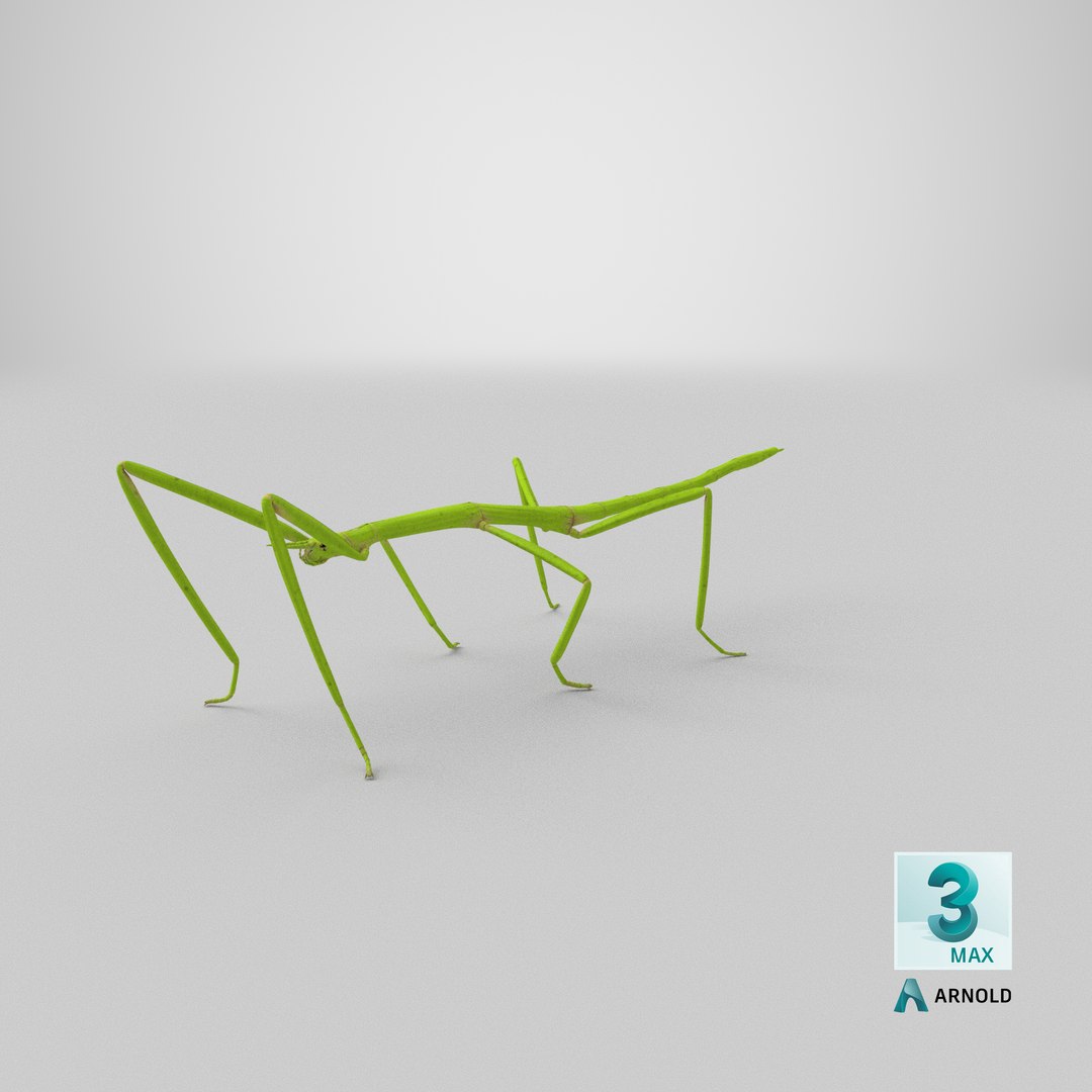 stick insect green 3D model https://p.turbosquid.com/ts-thumb/3h/EfMI5l/0l/stemcell_max_arnold_render/png/1647362183/1920x1080/fit_q87/9fece868e62e731de866fa685dac513a24b662eb/stemcell_max_arnold_render.jpg