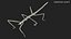 Stick Insect Green