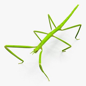 stick insect green 3D model