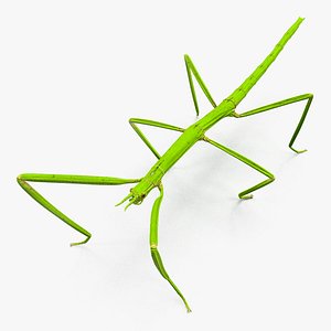 Stick Insect Green