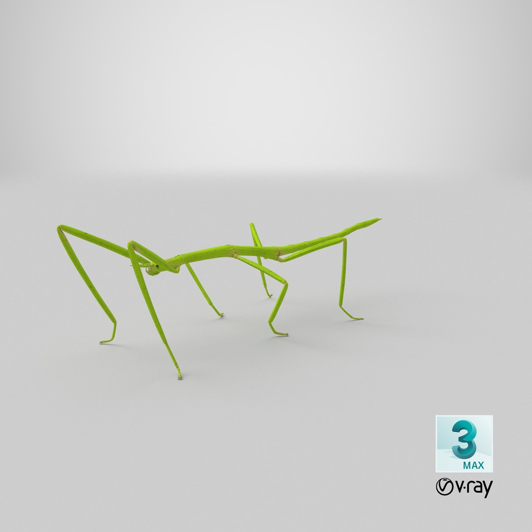 stick insect green 3D model https://p.turbosquid.com/ts-thumb/3h/EfMI5l/A9/stemcell_max_vray_render/png/1647362187/1920x1080/fit_q87/4da9ee000b24ede44677e196b0dbf529a8dcef2d/stemcell_max_vray_render.jpg