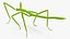 Stick Insect Green