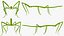 Stick Insect Green