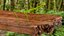 Stick Insect Green