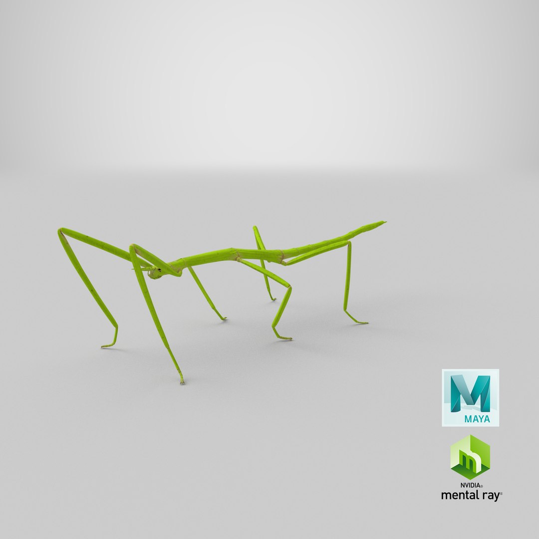 stick insect green 3D model https://p.turbosquid.com/ts-thumb/3h/EfMI5l/SE/stemcell_maya_mental_ray_render/png/1647362191/1920x1080/fit_q87/19b5207760f1777a7ff53e6f33fe08eb213f4773/stemcell_maya_mental_ray_render.jpg