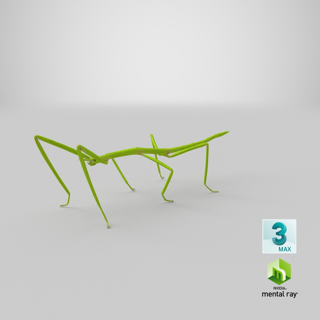 stick insect green 3D model https://p.turbosquid.com/ts-thumb/3h/EfMI5l/UT/stemcell_max_mental_ray_render/png/1647362186/1920x1080/fit_q87/4758be06bd1a201a687b0156cfcd90e8d74b1897/stemcell_max_mental_ray_render.jpg