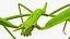 Stick Insect Green