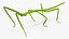 Stick Insect Green
