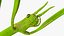 Stick Insect Green