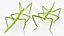 Stick Insect Green