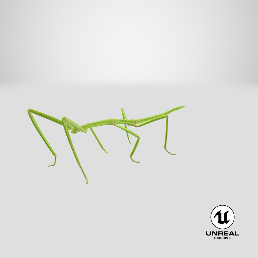 stick insect green 3D model https://p.turbosquid.com/ts-thumb/3h/EfMI5l/ni/stemcell_unreal_render/png/1647362182/1920x1080/fit_q87/2230341620e3ef04a10d91b28fd4efd2578e042e/stemcell_unreal_render.jpg