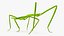 Stick Insect Green