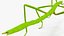 Stick Insect Green