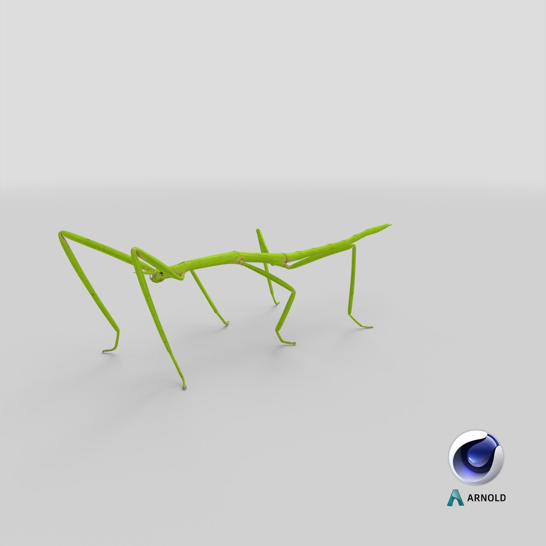 stick insect green 3D model https://p.turbosquid.com/ts-thumb/3h/EfMI5l/rv/stemcell_cinema_4d_arnold_render/png/1647362178/1920x1080/fit_q87/cb2294bfc0f1dee235c1cf6b417b28615b814400/stemcell_cinema_4d_arnold_render.jpg