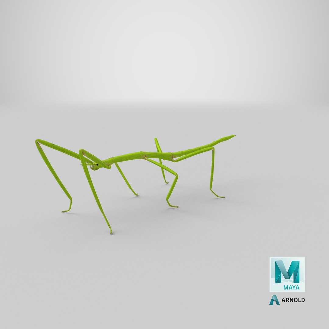stick insect green 3D model https://p.turbosquid.com/ts-thumb/3h/EfMI5l/t4/stemcell_maya_arnold_render/png/1647362189/1920x1080/fit_q87/f481cfe37c48edc1315214c0962aab74b98f3eb4/stemcell_maya_arnold_render.jpg