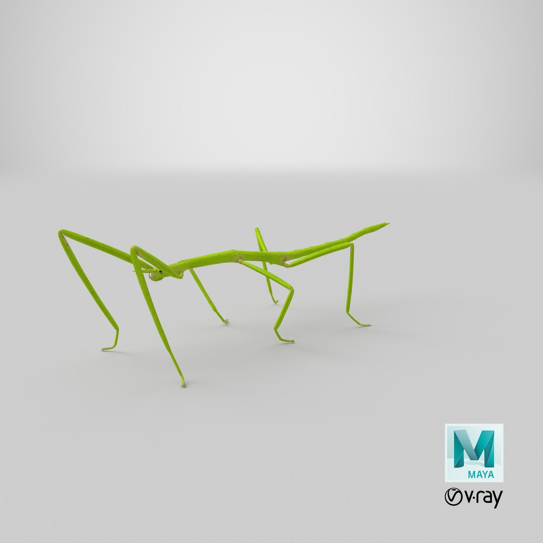 stick insect green 3D model https://p.turbosquid.com/ts-thumb/3h/EfMI5l/wq/stemcell_maya_vray_render/png/1647362192/1920x1080/fit_q87/ff41322da349408d5292a08d6fb257fc49f037ce/stemcell_maya_vray_render.jpg