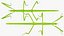 Stick Insect Green
