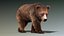 brown bear 3 fur 3d model