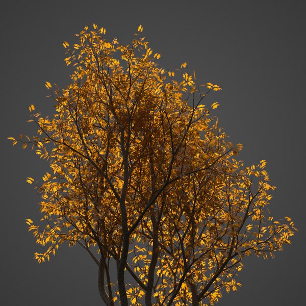 modelo 3d Colección 2021 PBR Vine Maple - Acer Circinatum - TurboSquid ...