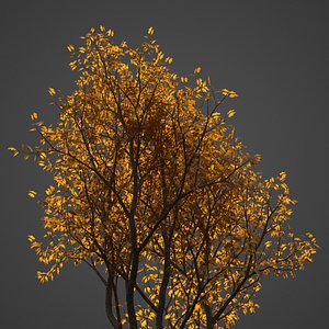 2021 PBR Vine Maple Collection - Acer Circinatum