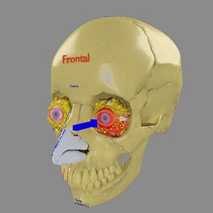 eye blow out model
