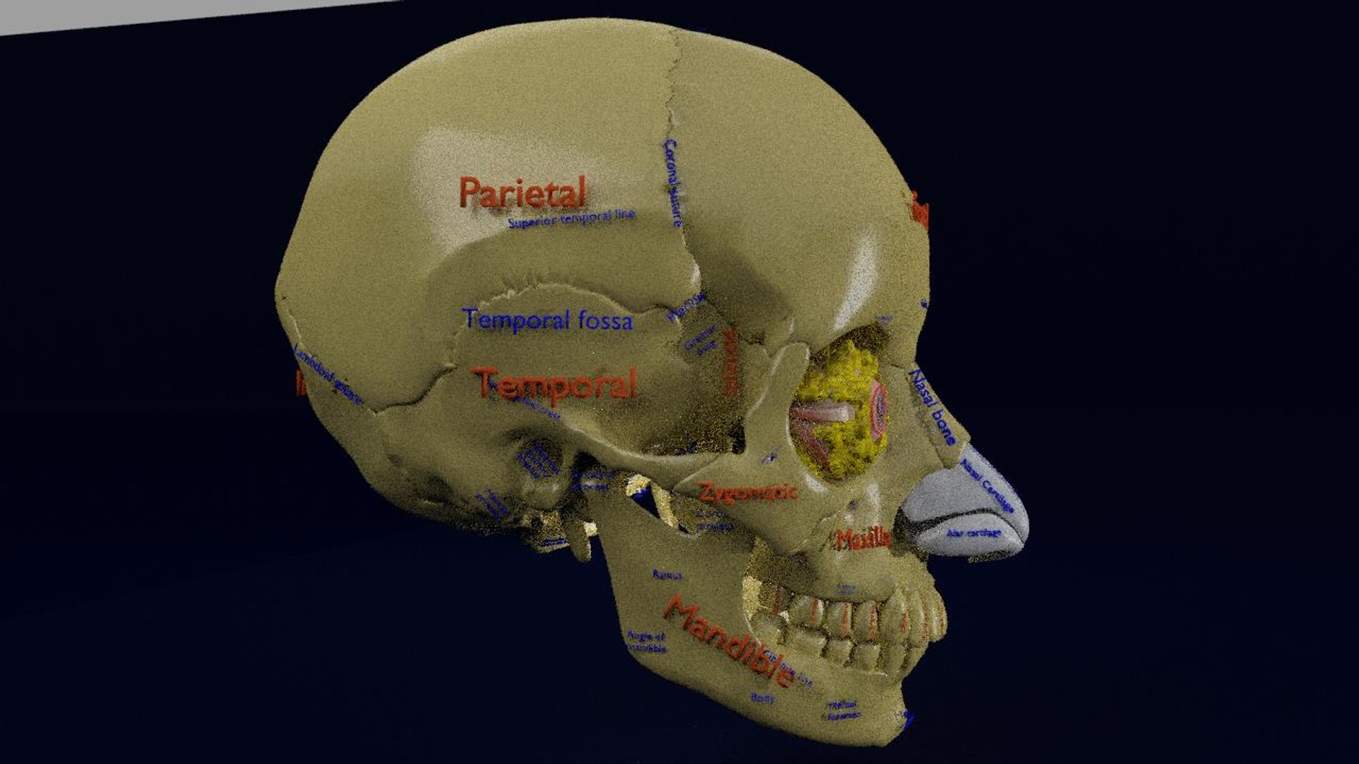 Eye blow out model - TurboSquid 1773924