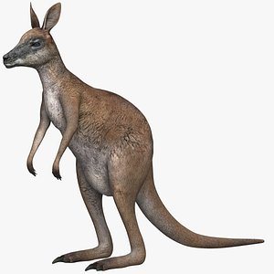 3D kangaroo marsupial animals model