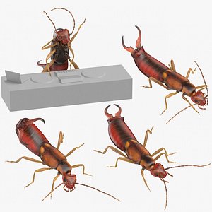 Earwig 3D Models for Download | TurboSquid