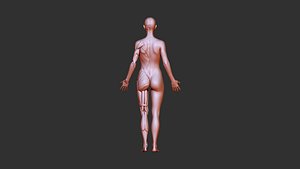 Female anatomy 3d print