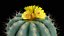 Medium Balloon Cactus Blooming PBR