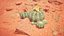 Medium Balloon Cactus Blooming PBR