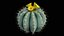 Medium Balloon Cactus Blooming PBR