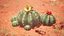 Medium Balloon Cactus Blooming PBR