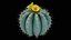 Medium Balloon Cactus Blooming PBR