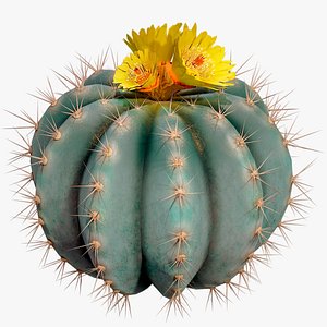 Medium Balloon Cactus Blooming PBR 3D model