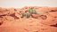 Medium Balloon Cactus Blooming PBR