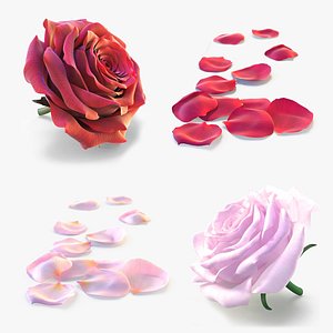 Rose Petals Collection - Red Pink Texture Variations