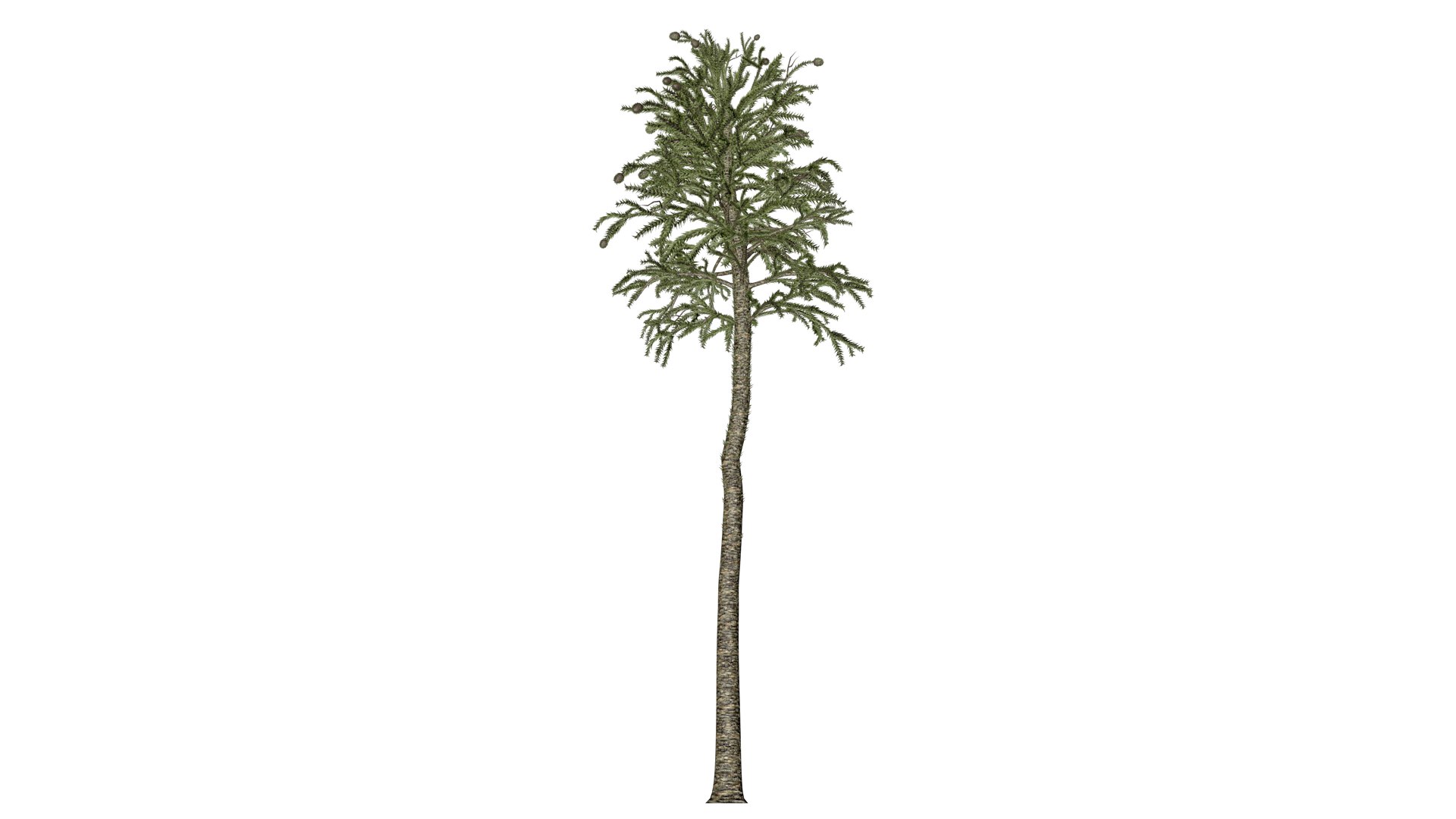 3D Model Monkey Puzzle Tree - 05 - - TurboSquid 2373680