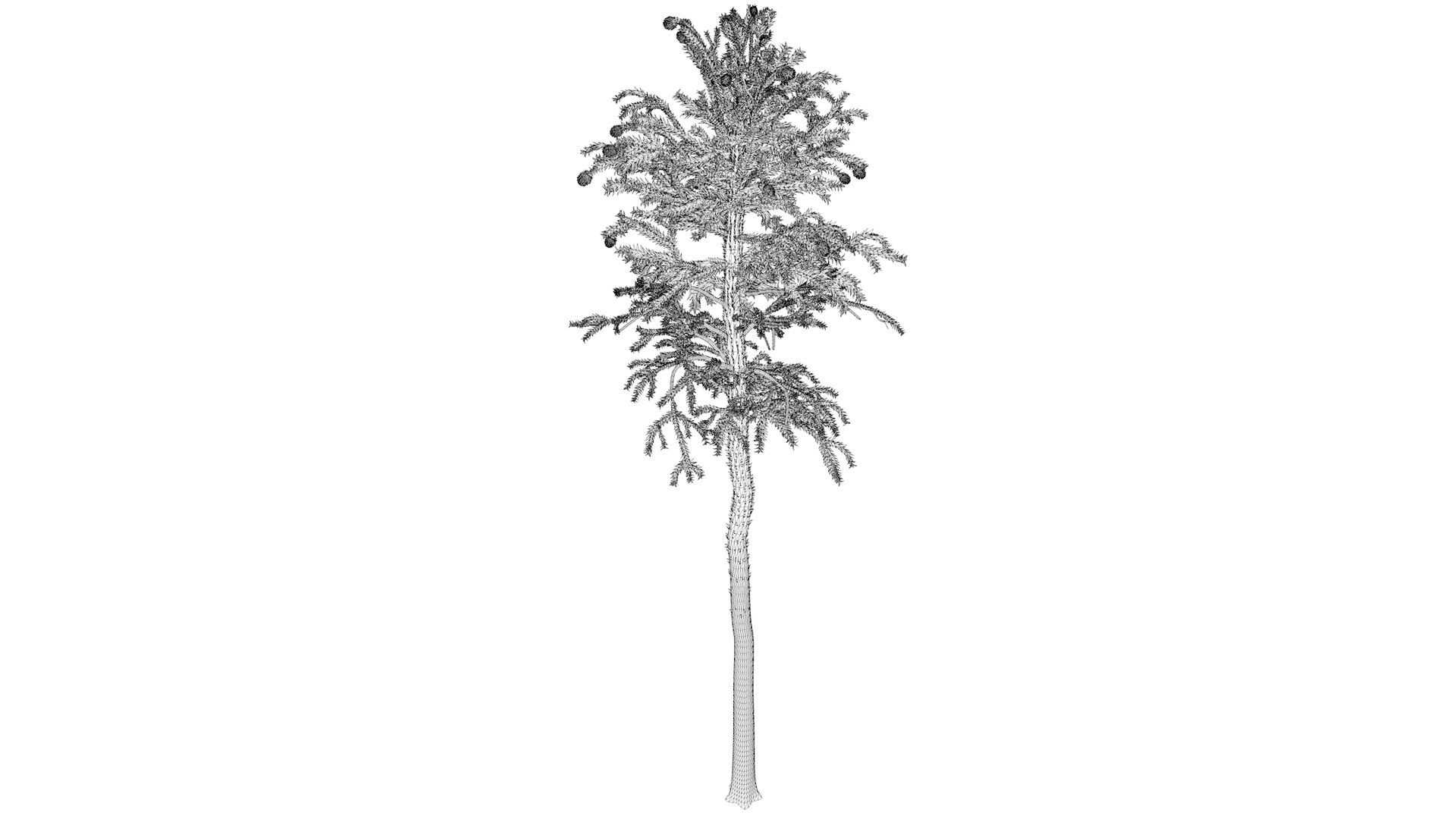 3D Model Monkey Puzzle Tree - 05 - - TurboSquid 2373680