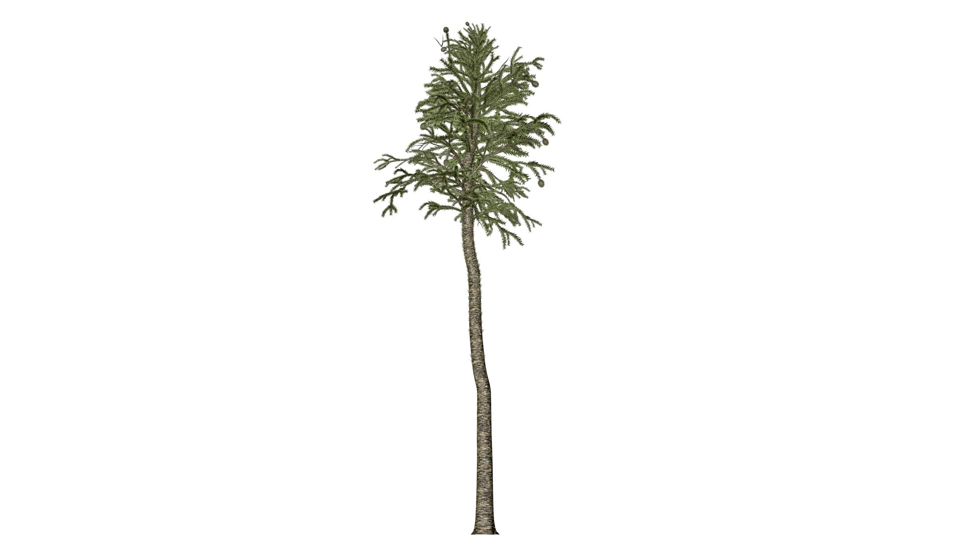 3D Model Monkey Puzzle Tree - 05 - - TurboSquid 2373680