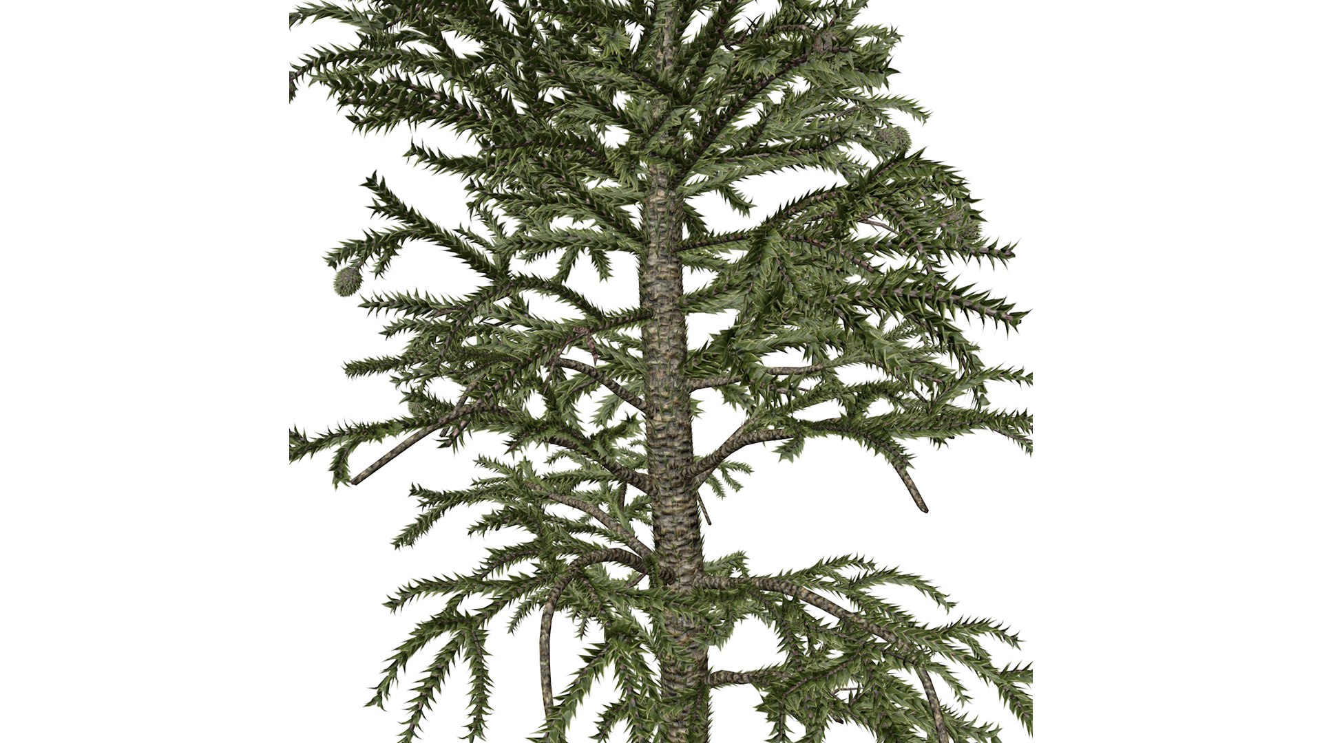 3D Model Monkey Puzzle Tree - 05 - - TurboSquid 2373680