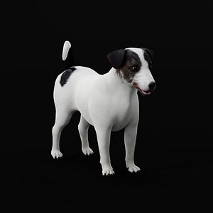 Sweet Jack Russell Terrier Dog