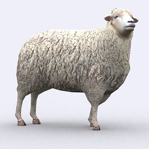3d model - sheep