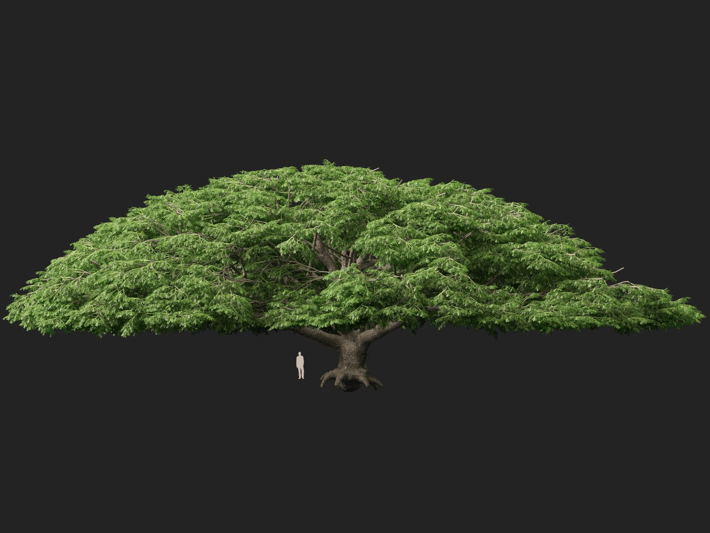 3D High poly Low Poly - Samanea saman - Rain Tree model https://p.turbosquid.com/ts-thumb/3i/WMN95y/3p/samaneasaman016/jpg/1766154888/1920x1080/fit_q87/8b14797e3c698d17d856aed4a337256566c8e164/samaneasaman016.jpg