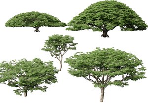 High poly Low Poly - Samanea saman - Rain Tree
